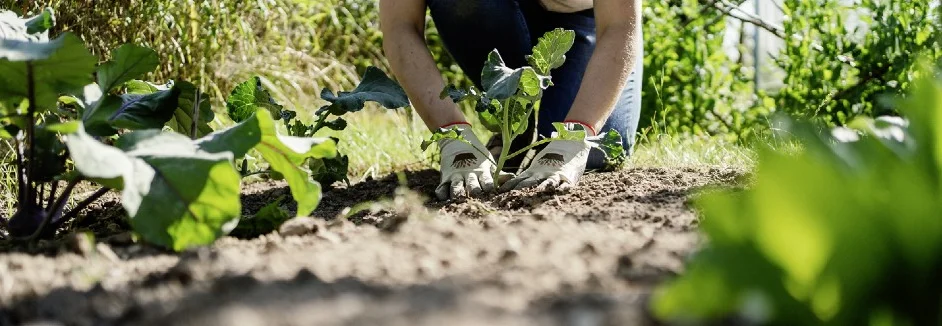Person pflanzt Setzling ein
